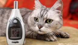 3 Sự thật thú vị khó tin nhất về các loài vật có thể khiến bạn té ngửa